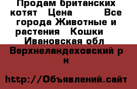 Продам британских котят › Цена ­ 500 - Все города Животные и растения » Кошки   . Ивановская обл.,Верхнеландеховский р-н